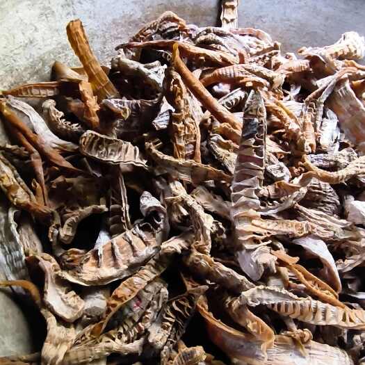 湖南懷化洪江市新鮮大頭筍生態(tài)種植現(xiàn)挖現(xiàn)發(fā)