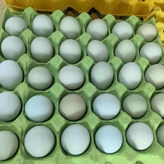 漳州双色绿壳480枚，3天下的新鲜