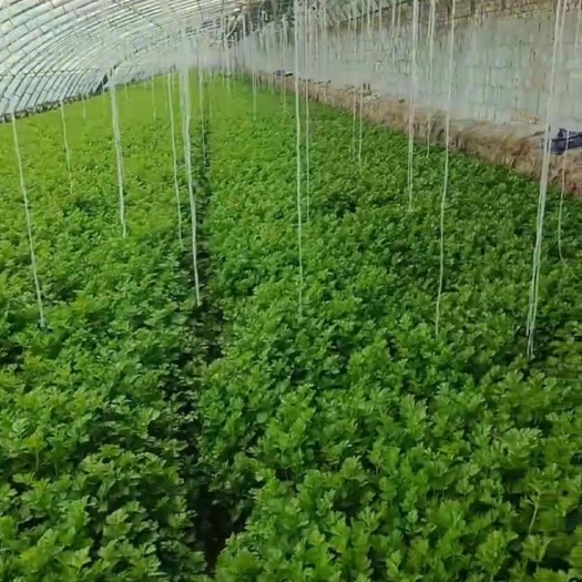 香芹