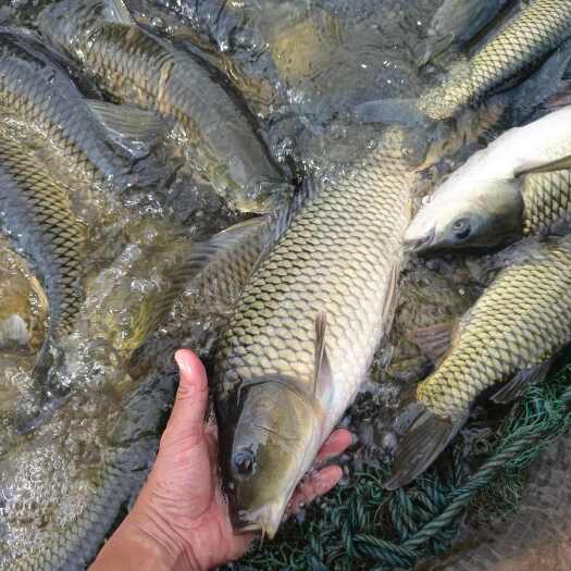 宜良县宜良淡水鲤鱼大型水库养殖高端品质量大价优