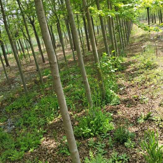 泰安美国红枫  6公分7公分美国红枫8公分10公分美国红枫