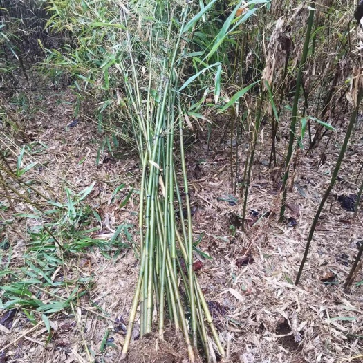郴州优质青皮竹 竹子根系发达 四季常青