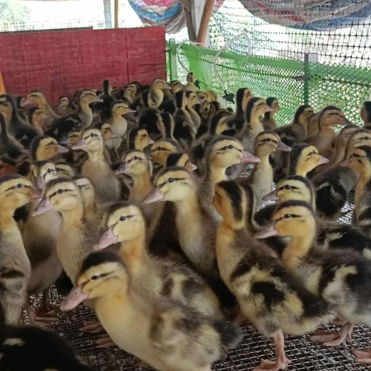 衡阳4到5两左右大种麻鸭苗 脱温苗蛋鸭苗疫苗齐全厂家直销，青壳蛋