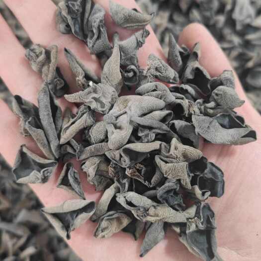 鲁山县东北黑木耳可电商代发商超秋木耳干货批发肉厚无根摆摊赶集展销会