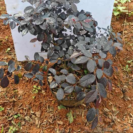 郴州红继木桶苗 冠30-40 易存活 红花继木