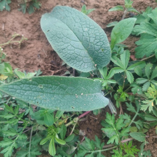 奉节聚合草种苗，又叫俄罗斯饲料草，养鱼的作物，割一茬又发，糖份好