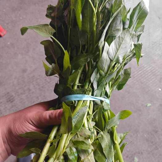 自贡自贡市空心菜配送批发