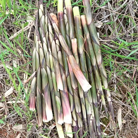 平塘县贵州黔南新鲜春笋 平塘县直发天然根茎蔬菜