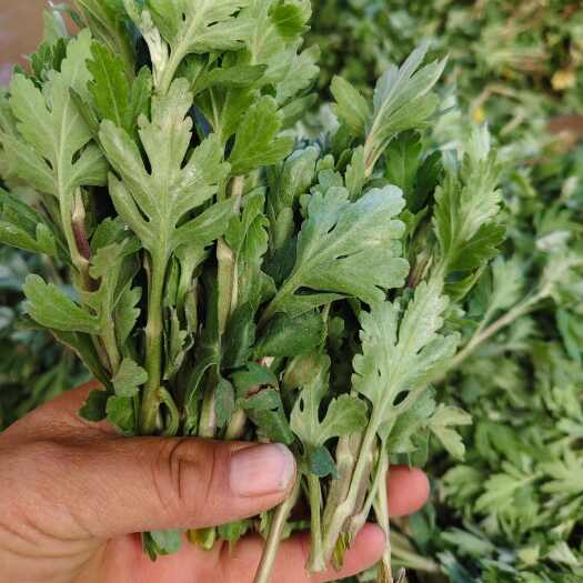 亳州北京菊花苗，小香菊花苗