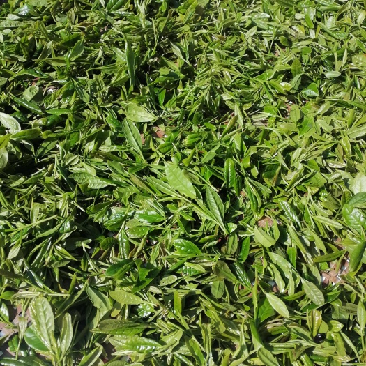 浦城县2025新品黄茶