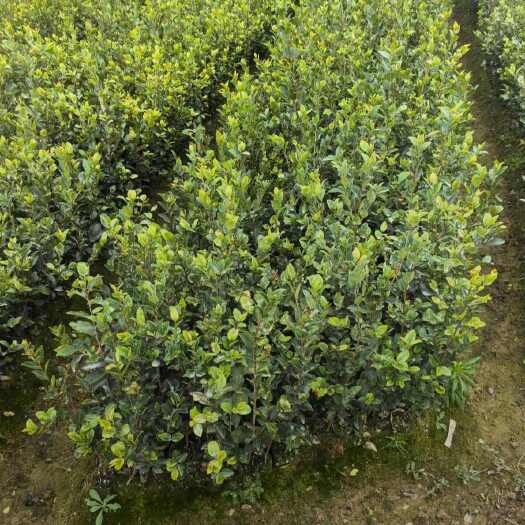 兴国县江西赣州兴国县优质油茶树苗基地直销