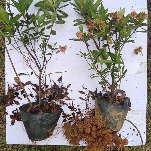 郴州杜鹃大杯 修剪多次 40-50高 毛球货 冠幅好