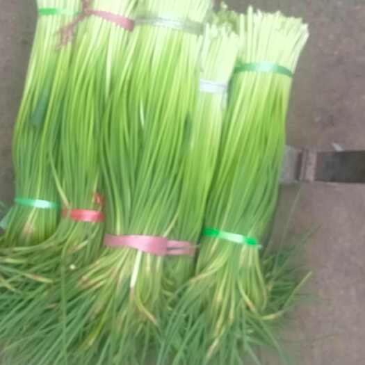 南乐县红帽蒜苔，白帽蒜苔大量陆续上市