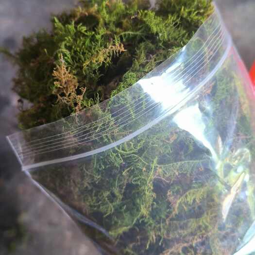 昆明苔藓
