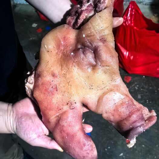 商丘猪头肉半成品，生猪头猪蹄猪下水都有