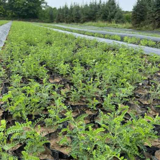 定西砂生槐30公分40公分50公分以上大量批发