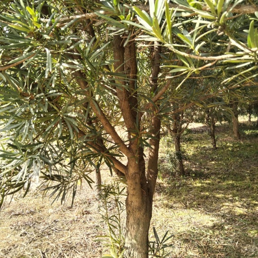 三门县未造型罗汉松，地径10-16cm,因土地原因急卖，价格优惠。