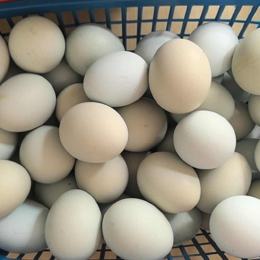 漳州绿壳蛋新鲜乌鸡蛋