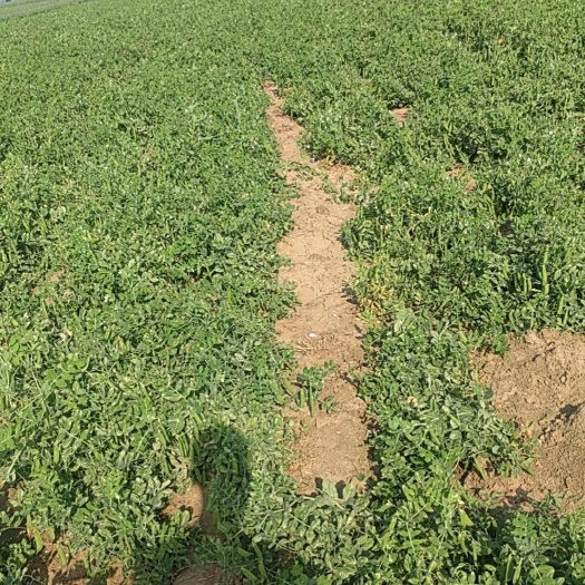新野县自己家种的豌豆没有中间费用！大概有1万斤左右！3-4亩