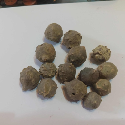 杭州供应海外优质栎瘿