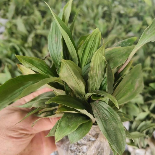 荥经县山慈菇种苗