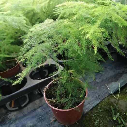 广州【基地直销】90文竹 批发绿植小盆栽
