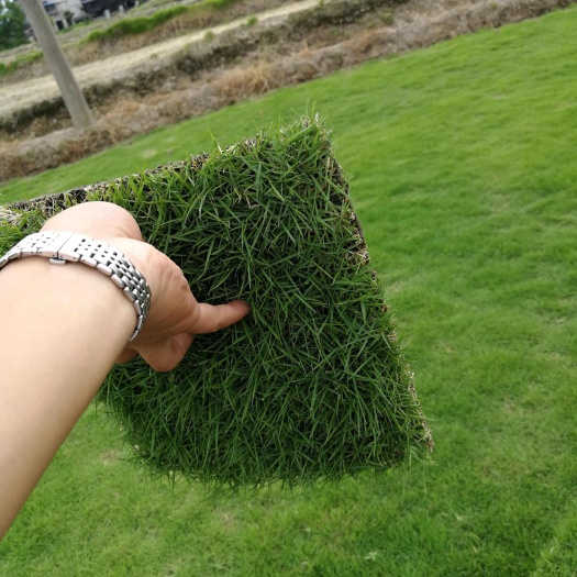 郴州湖南青草皮 绿化草坪 二号草坪庭院种植 夏威夷草皮基地直销
