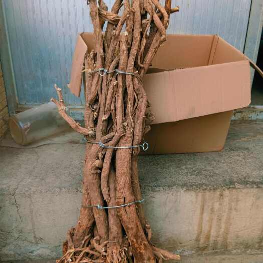 岷县甘肃黄芪多年生长老黄芪批发深山采挖自然晒干纯黄芪