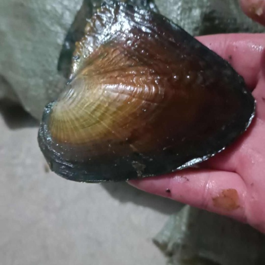 珍珠蚌苗，带珍珠，