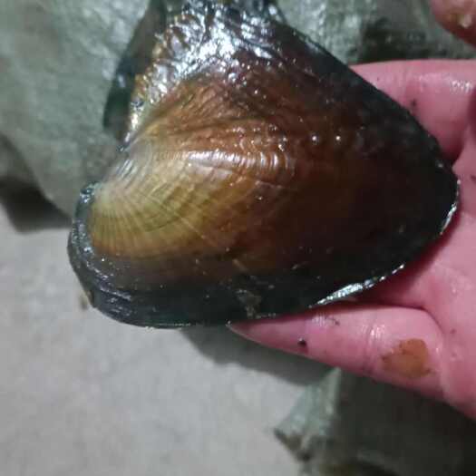 怀远县珍珠蚌苗，带珍珠，
