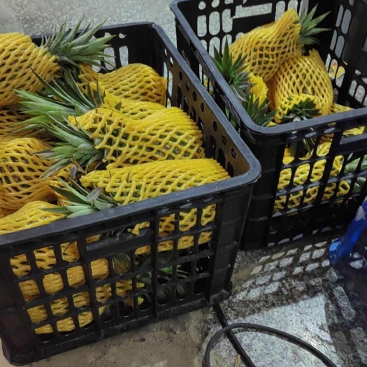 东方市海南金钻凤梨一件代发，产地代办品质保证
