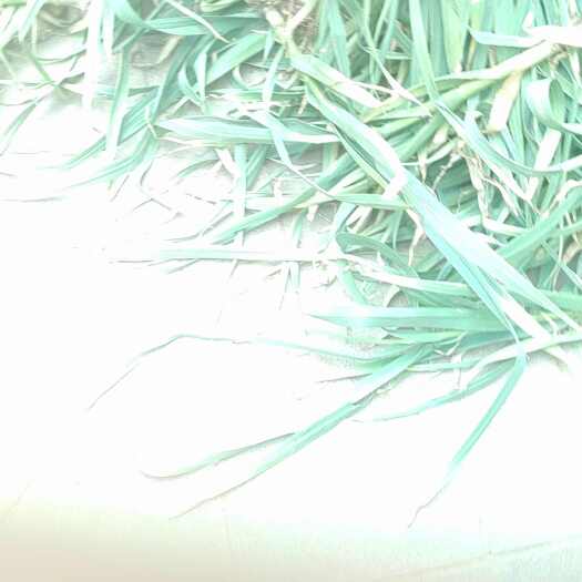 周口大蒜原产地河南淮阳
