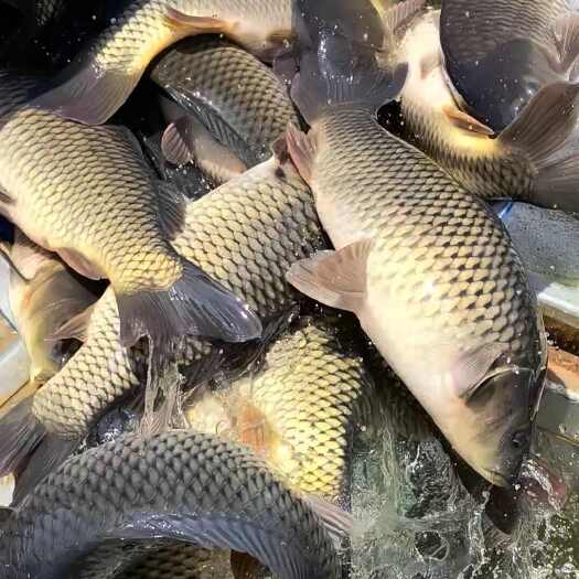 宜良县云南本地水库鲤鱼全省供应