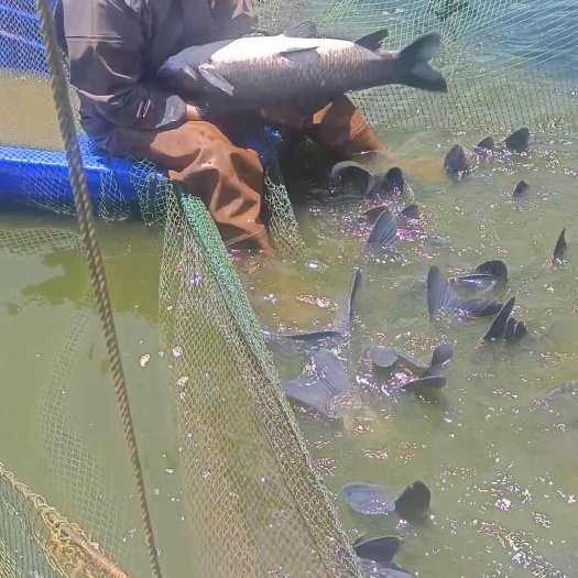 宜良县青鱼