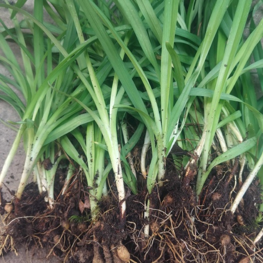野黄花种苗，绿化