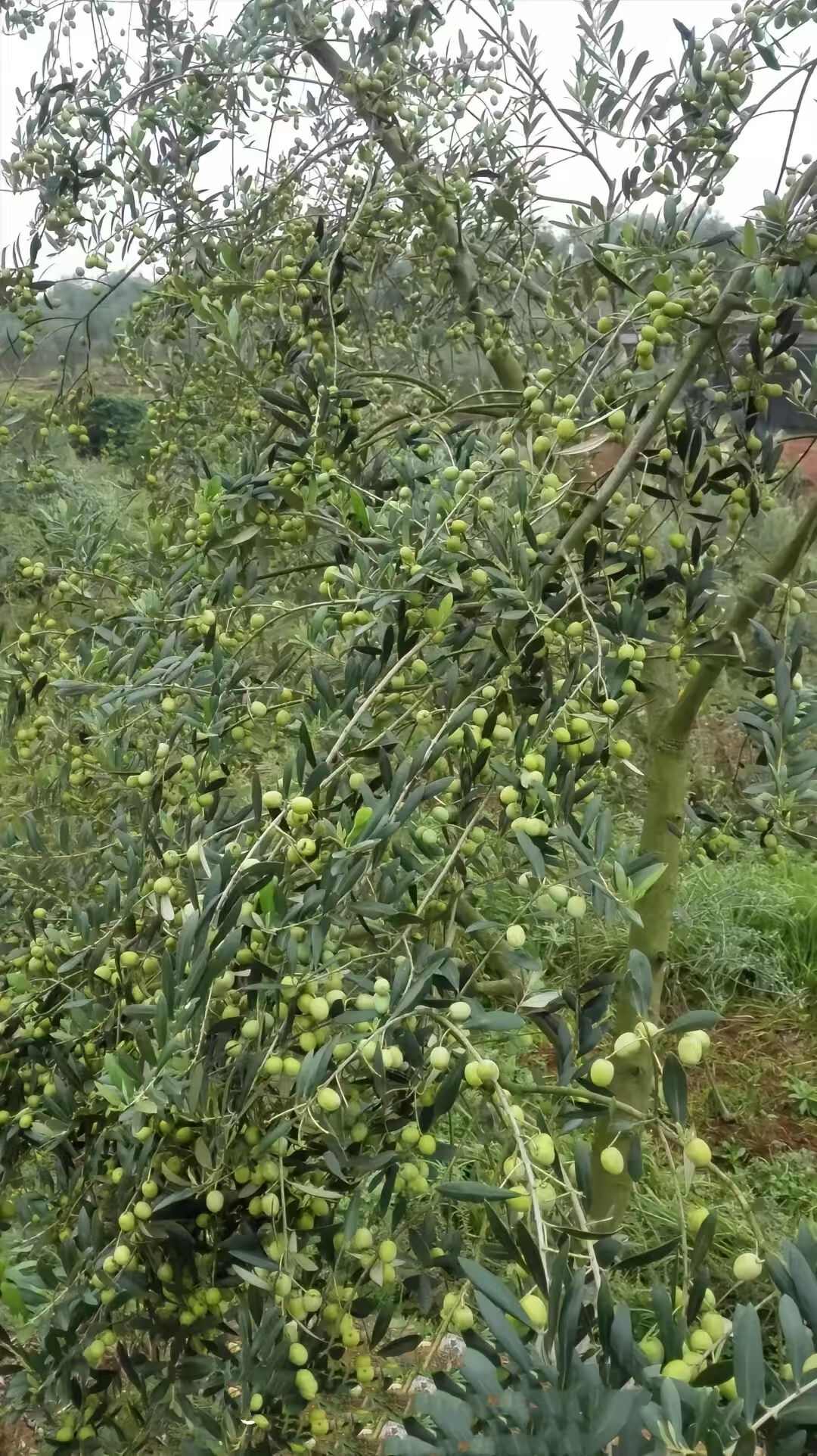 初榨橄榄油