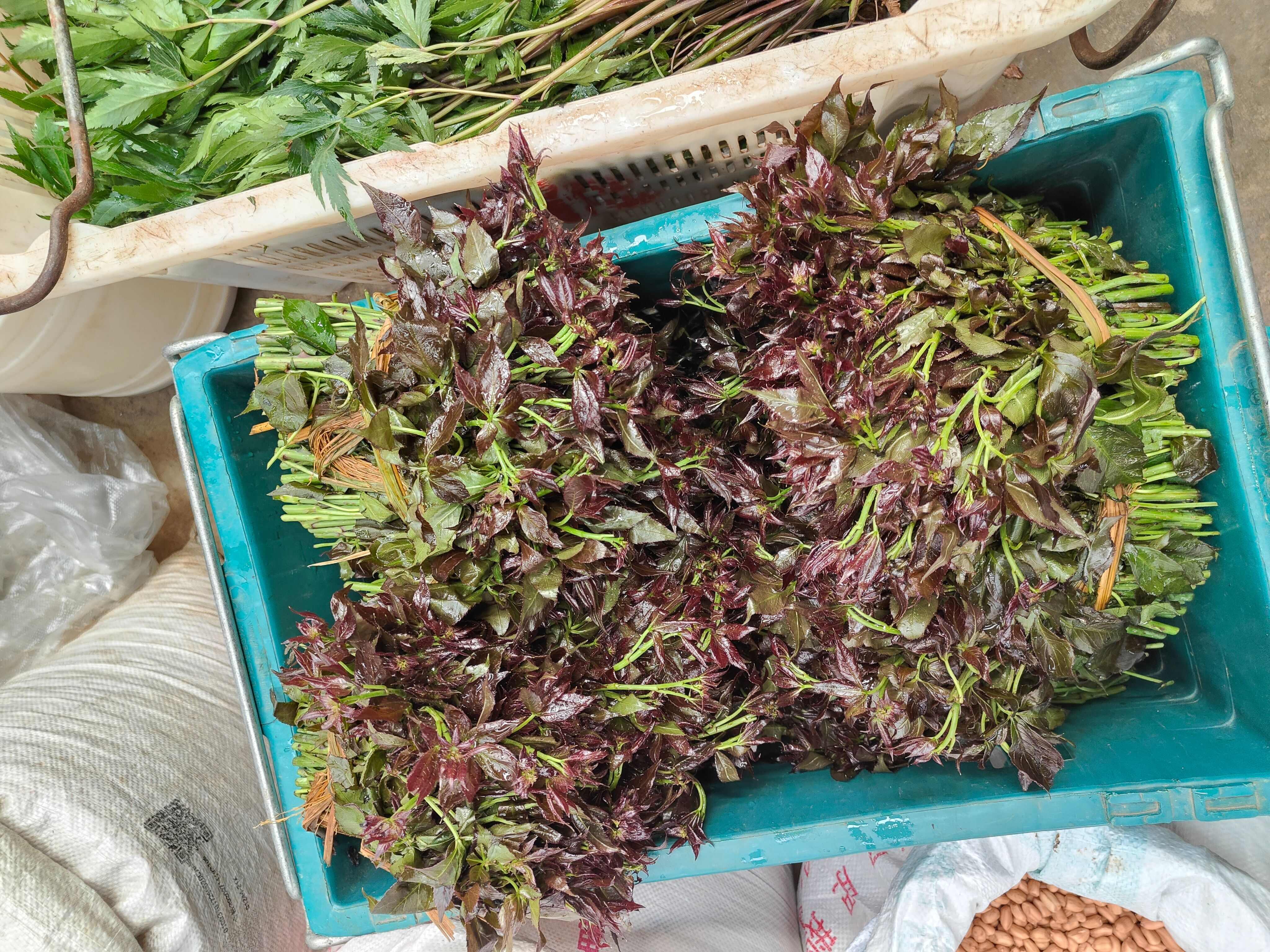 云南普洱刺五加菜_红色刺五加菜_不苦