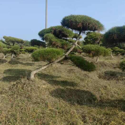 合水县甘肃庆阳造型油松苗木基地直销合水县优质桩景树木