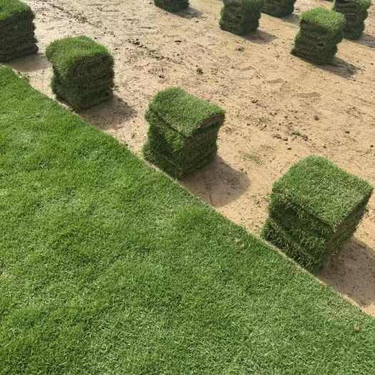 全国发货 日本结缕草公园绿化 沟叶结缕草小区铺植 基地直销