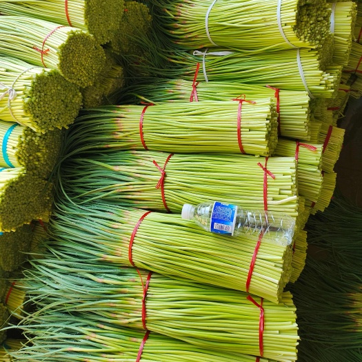 精品红帽蒜薹  产地直供 常年有货 质量保证 代发全国
