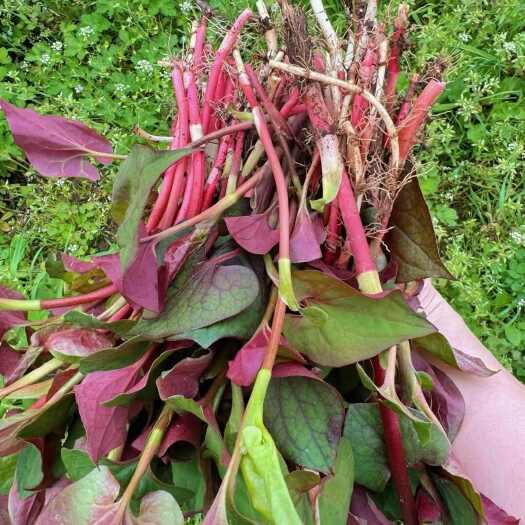 平江县湖南岳阳新鲜直供红茎鱼腥草生态种植现摘现发