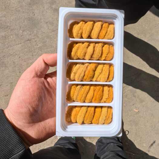 大连大连海胆