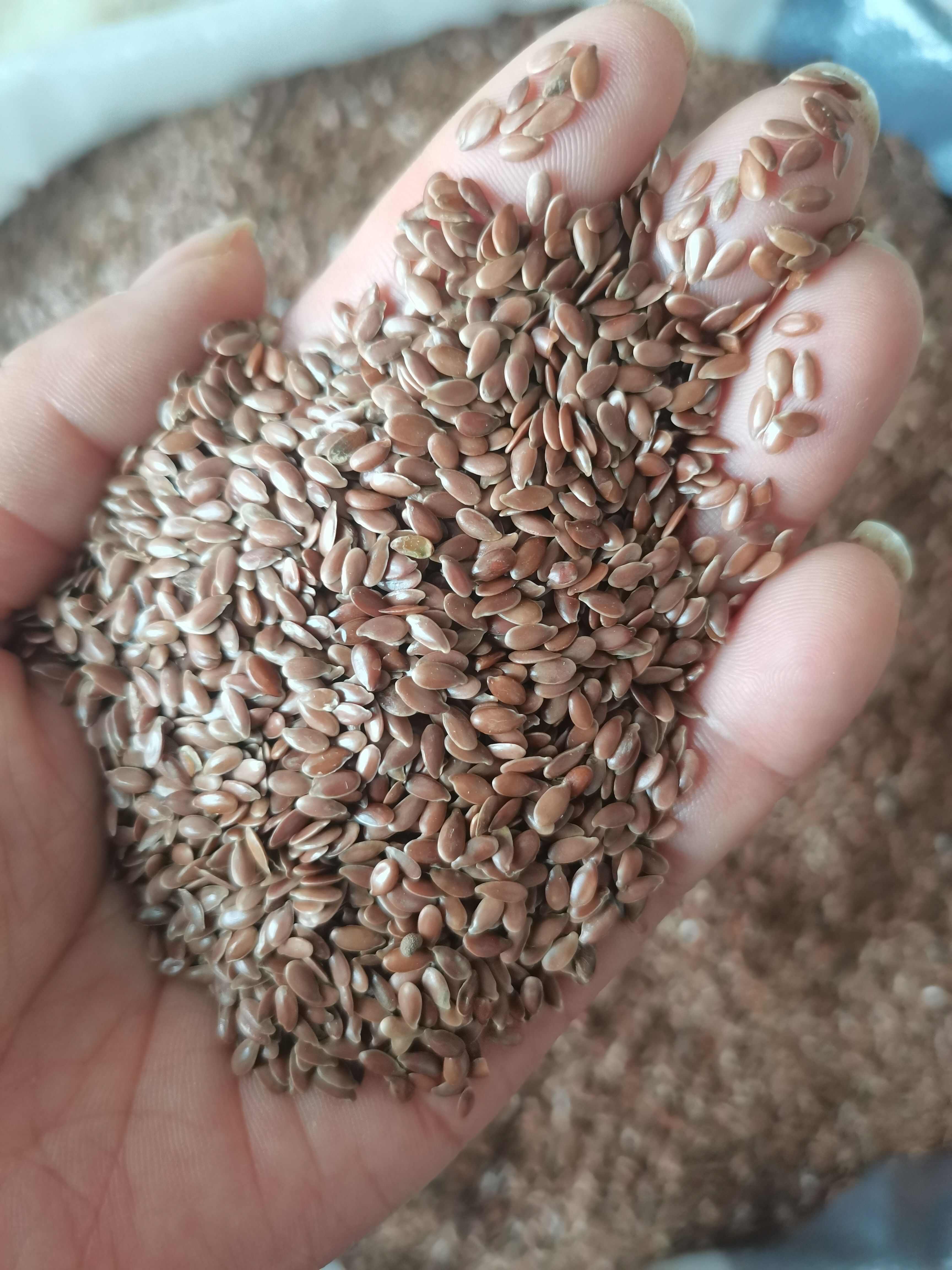 临沂亚麻籽熟棕色亚麻籽熟黄金亚麻籽