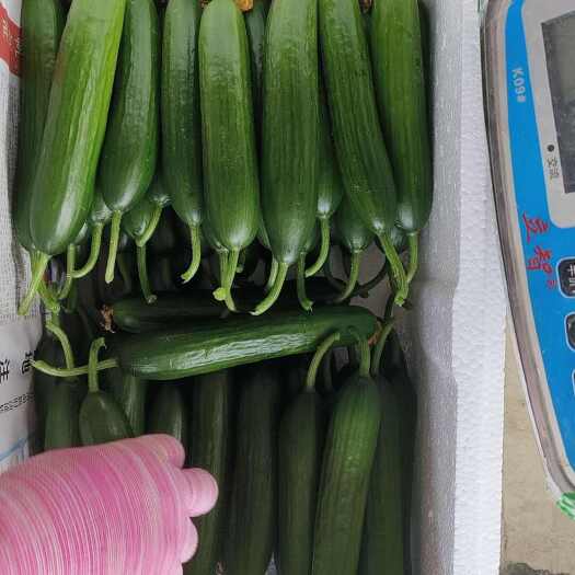 菏泽精品水果黄瓜产地直发大量有货 货源稳定。保质保量。。。