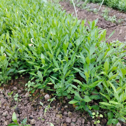 阳朔县香橙芽苗