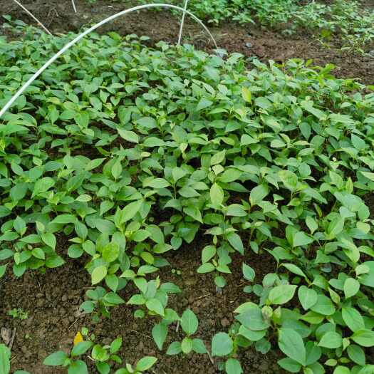 重庆市重庆江津区供应香樟芽苗 林木种子许可证经营 可批发