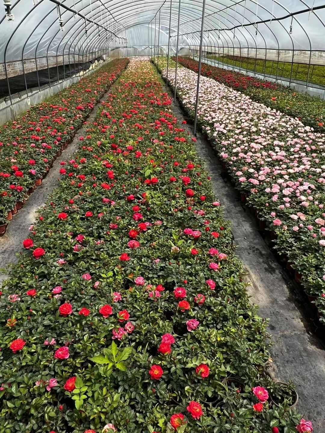 云南玉溪直发 澄江优质欧月苗 健壮月季花卉 种植