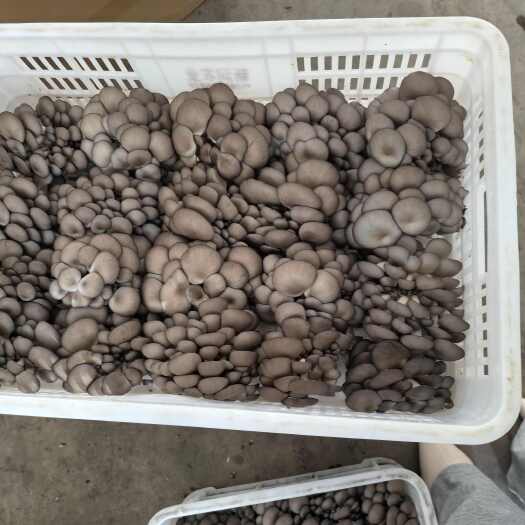 东营平菇基地产地直发，无农药无化肥绿色更健康