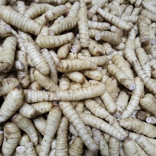新鲜无渣去皮竹薯竹芋冬粉薯