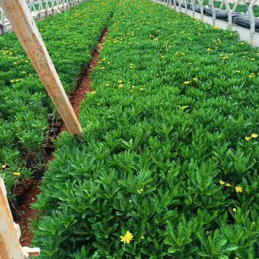 澄江市皇冠菊苗